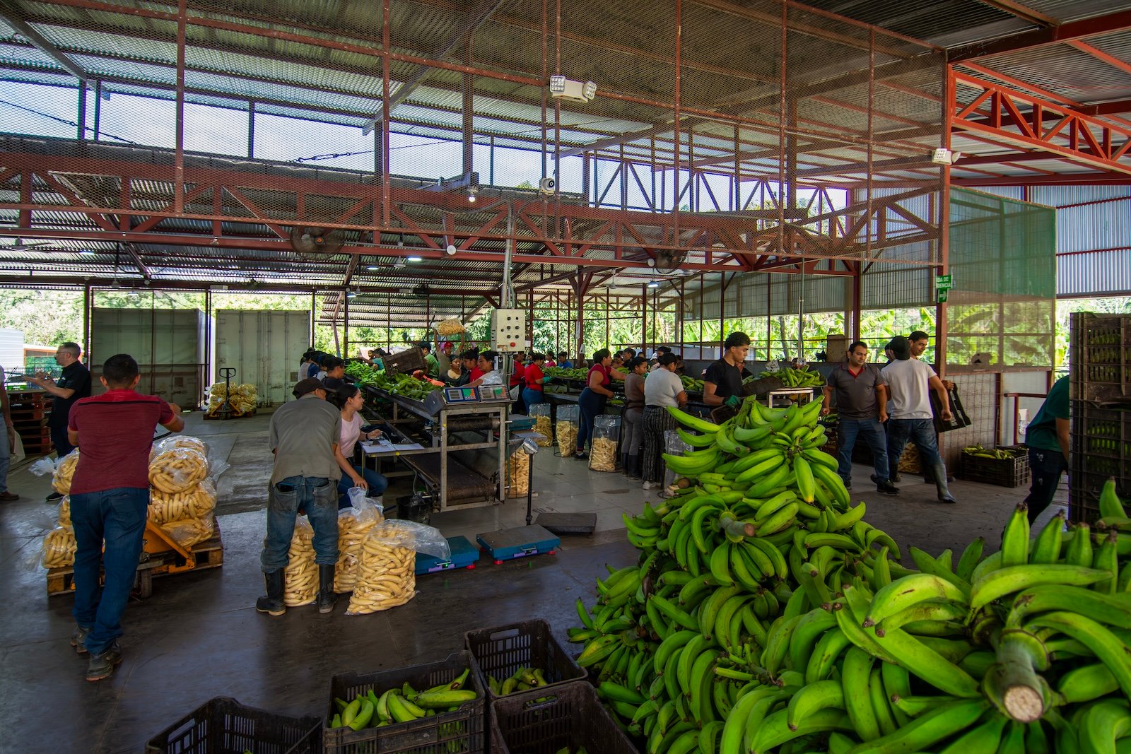 Área de procesamiento y empaque de plátano de Asoplatal en Talamanca con personal trabajando en la operación.